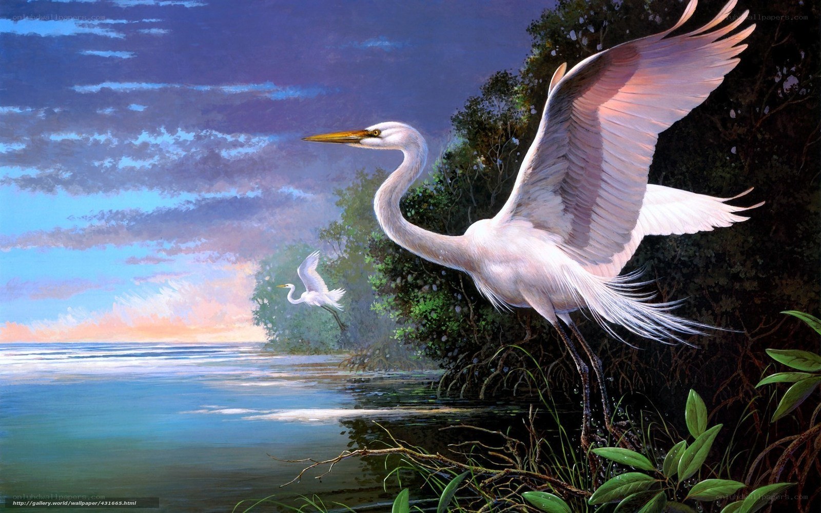 Egrets in flight at dusk