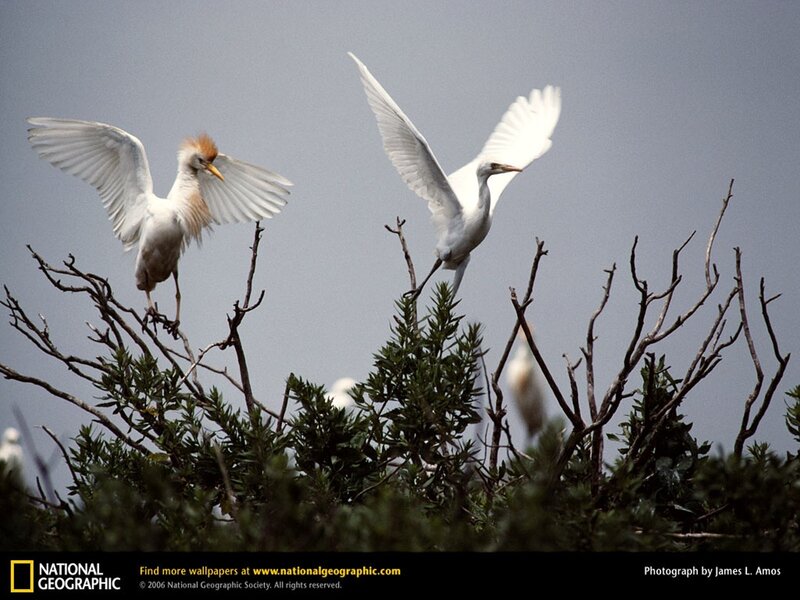 Egrets in Flight