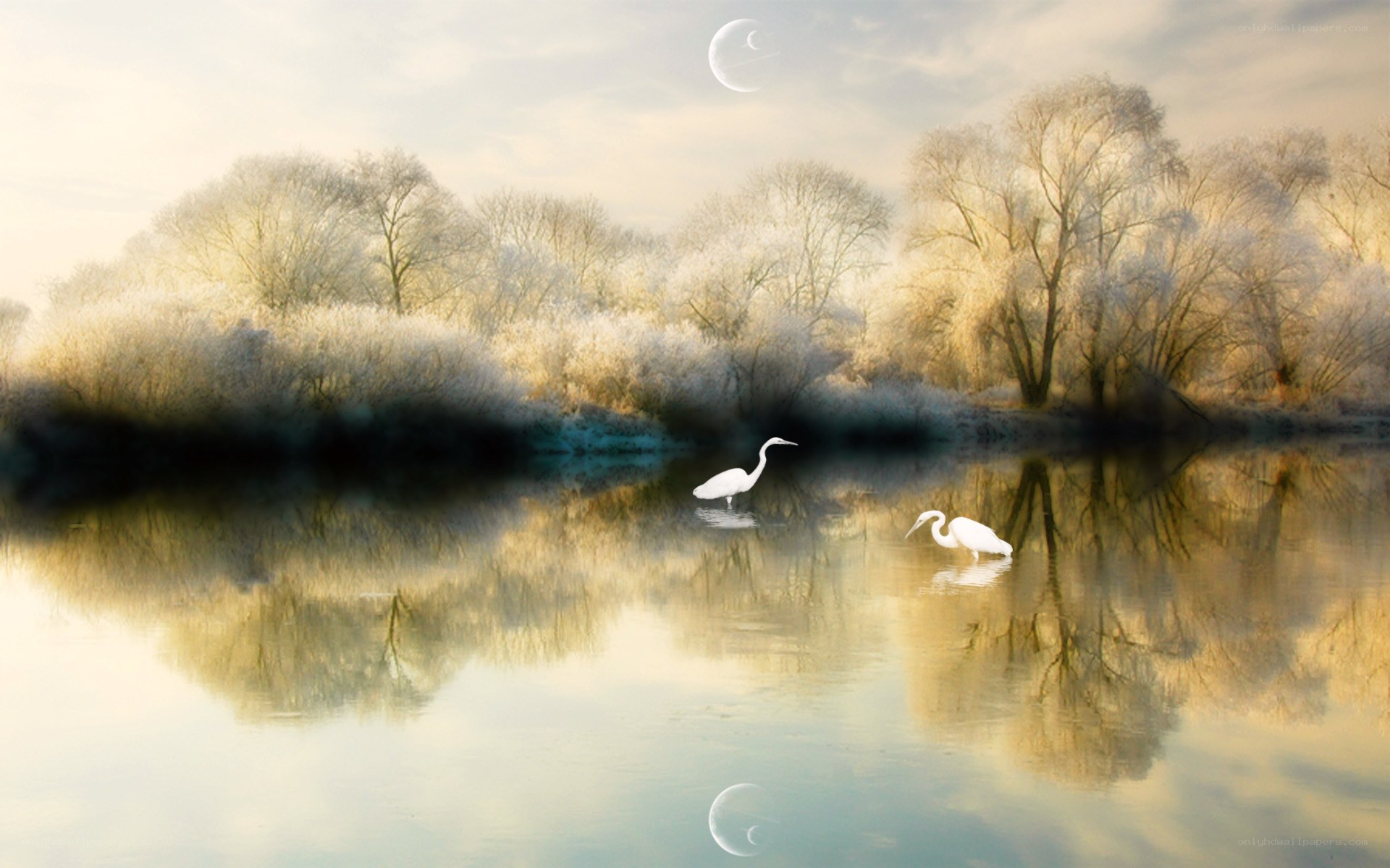 Egrets on a frosty river