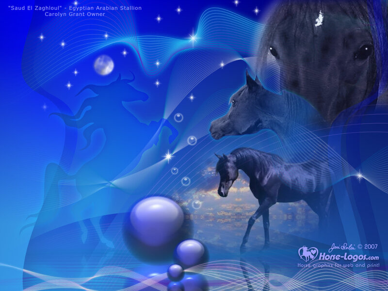 Egyptian Arabian Stallion Art