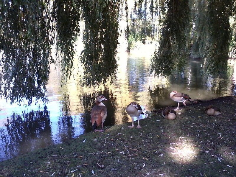 Egyptian Geese by Pond
