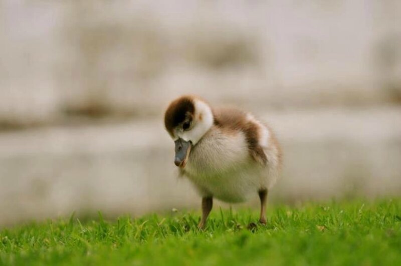 Egyptian Goose Chick