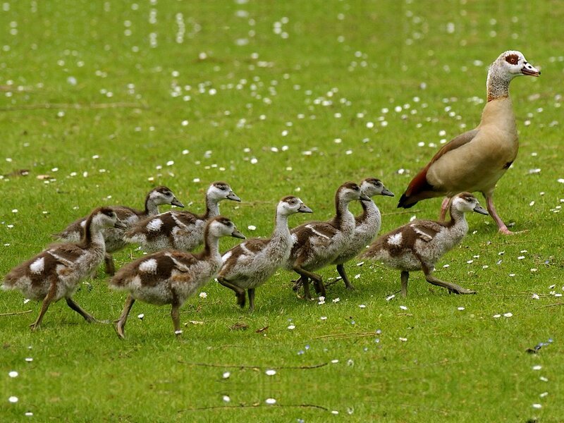 Egyptian goose family on grass