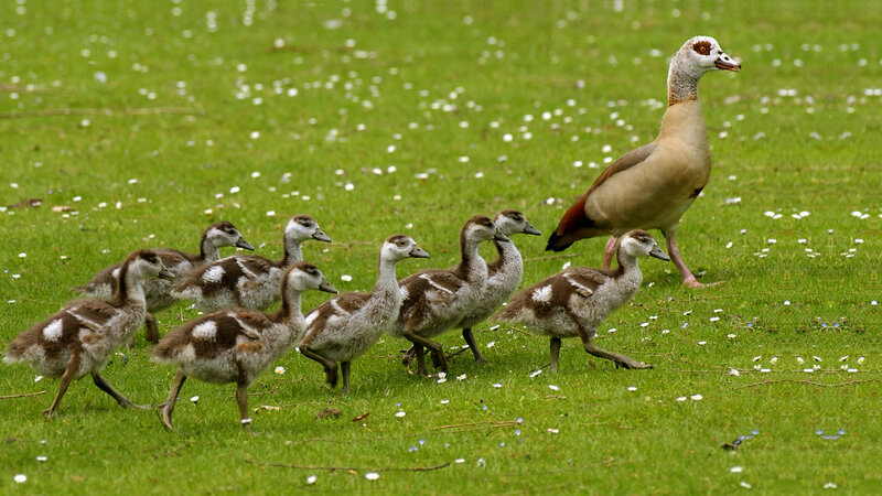 Egyptian Goose Family