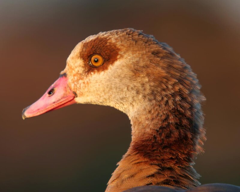 Egyptian Goose Head