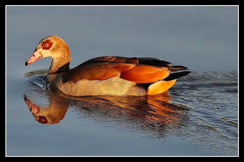 Egyptian goose on calm water