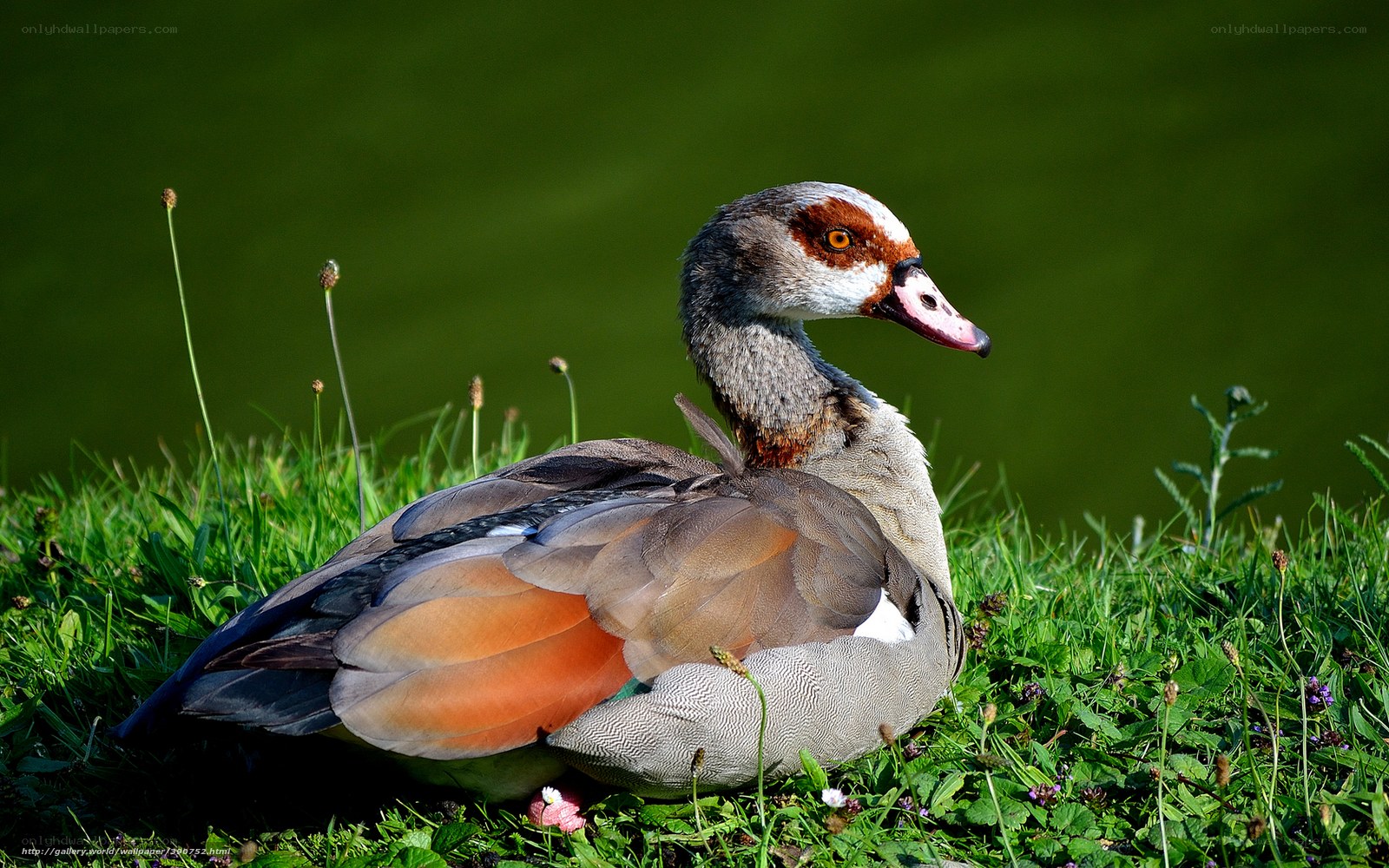 Egyptian goose on grass