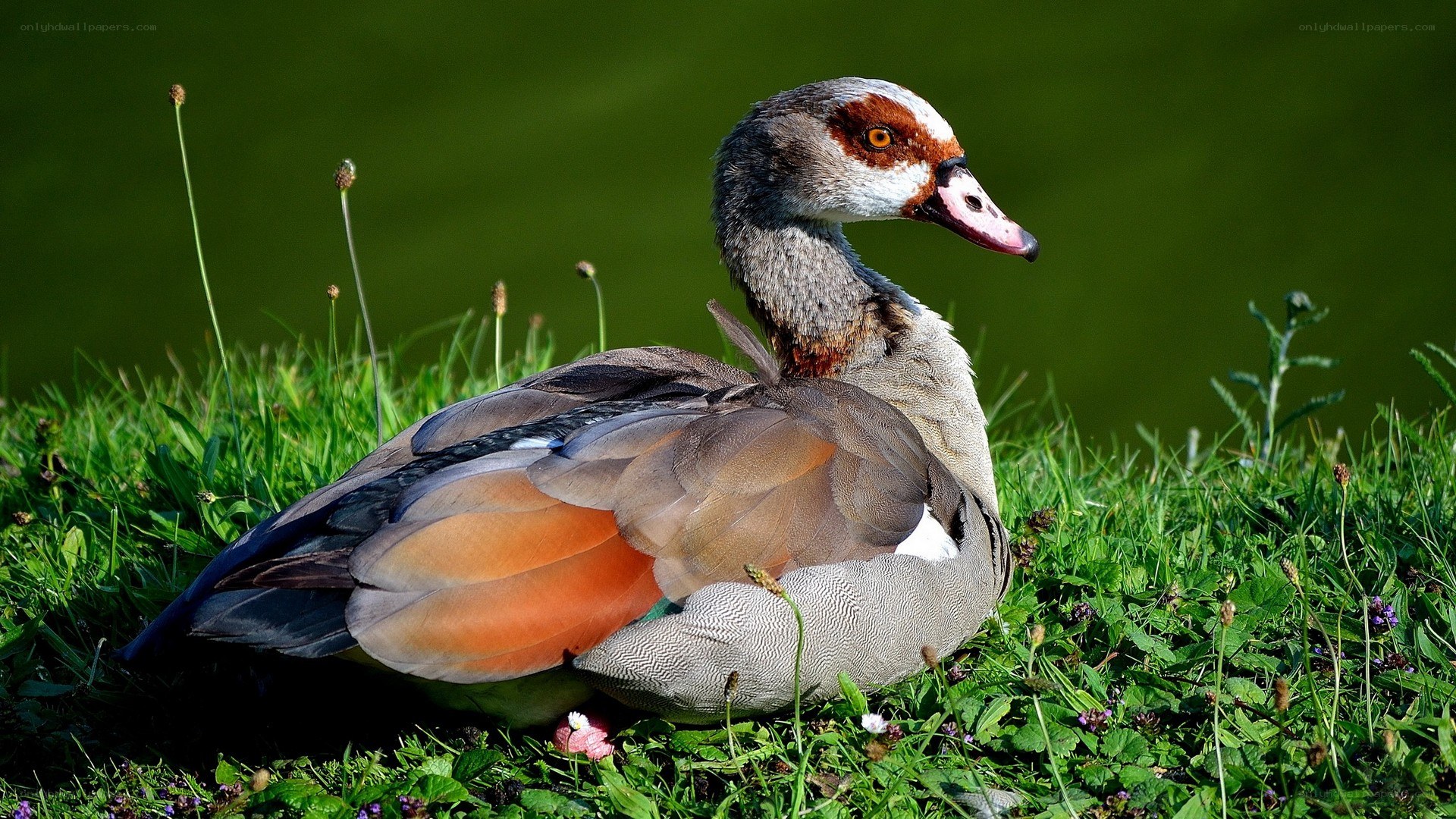 Egyptian goose on grass