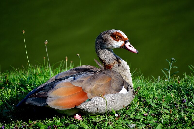 Egyptian Goose on Grass — Green, Serene