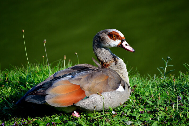 Egyptian Goose on Grass — Green