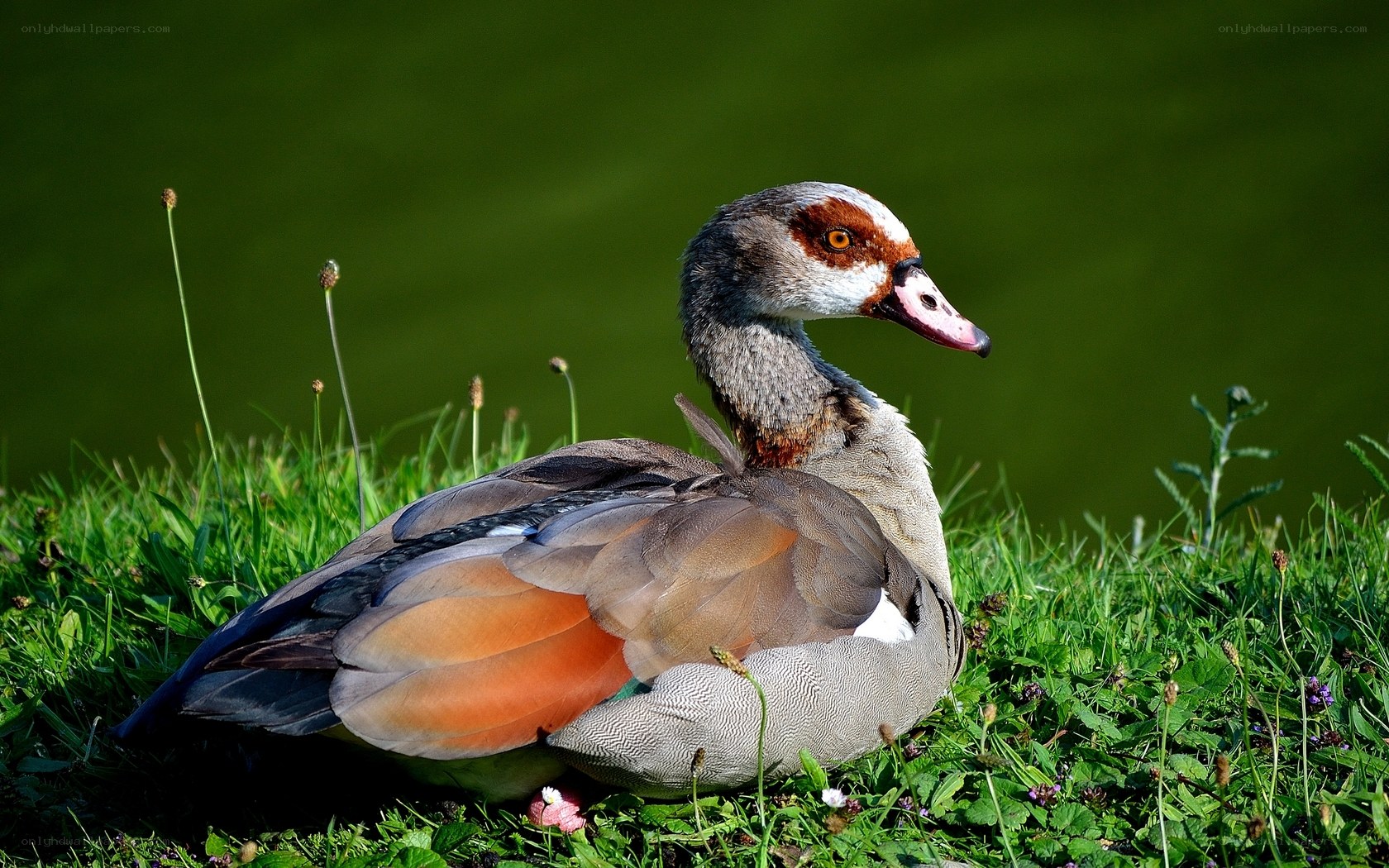 Egyptian goose on grass