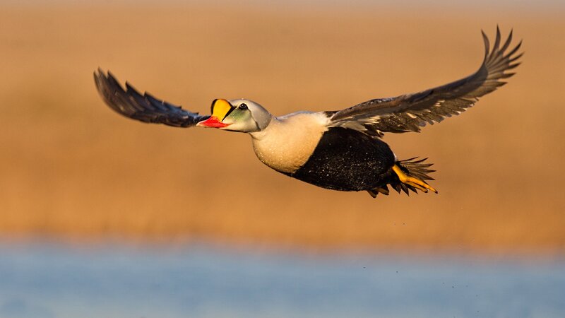 Eider Duck in Flight
