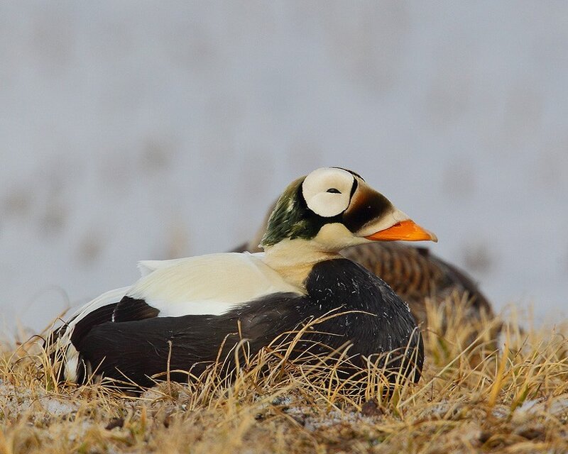 eider duck in grass
