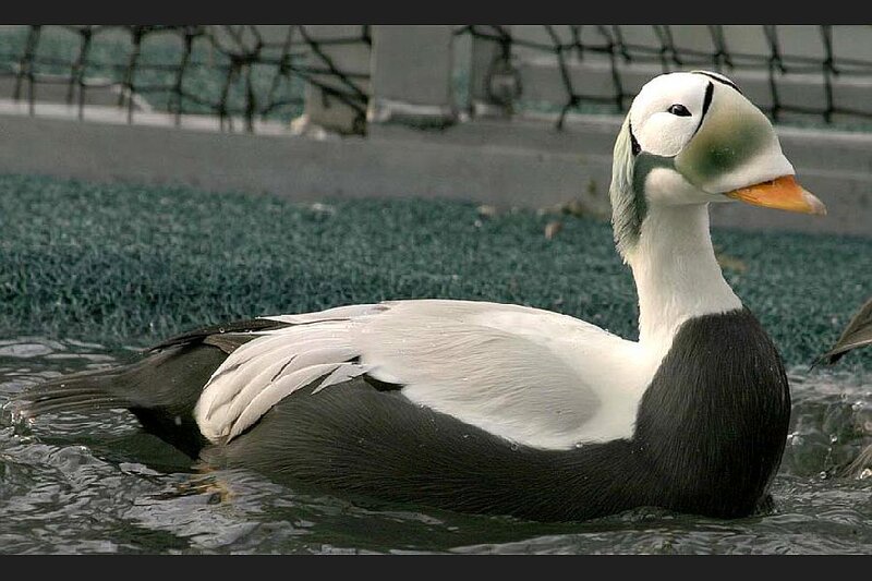Eider Duck in Water
