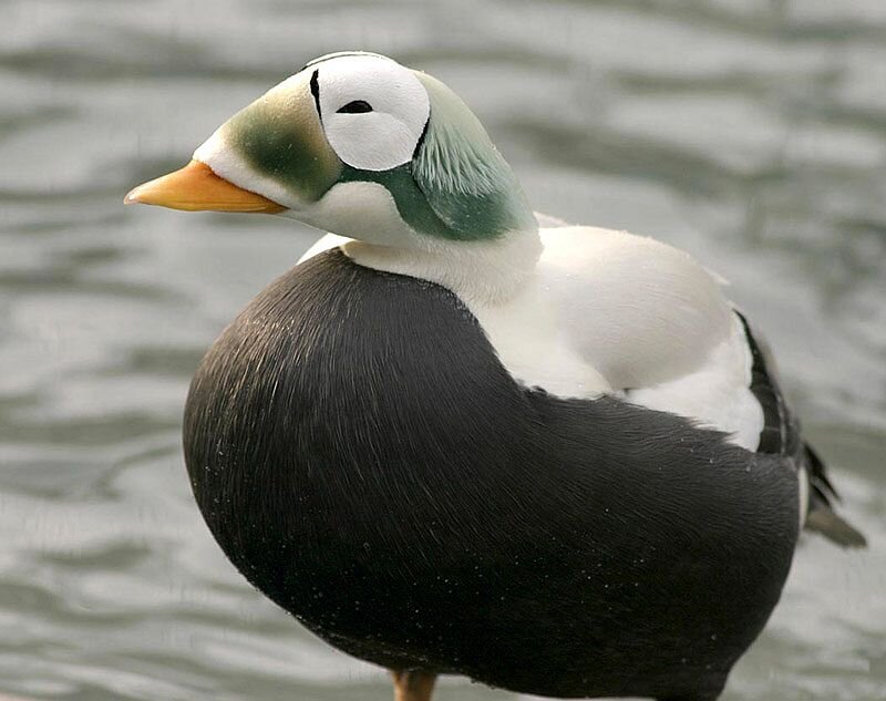 Eider Duck on Water — Black