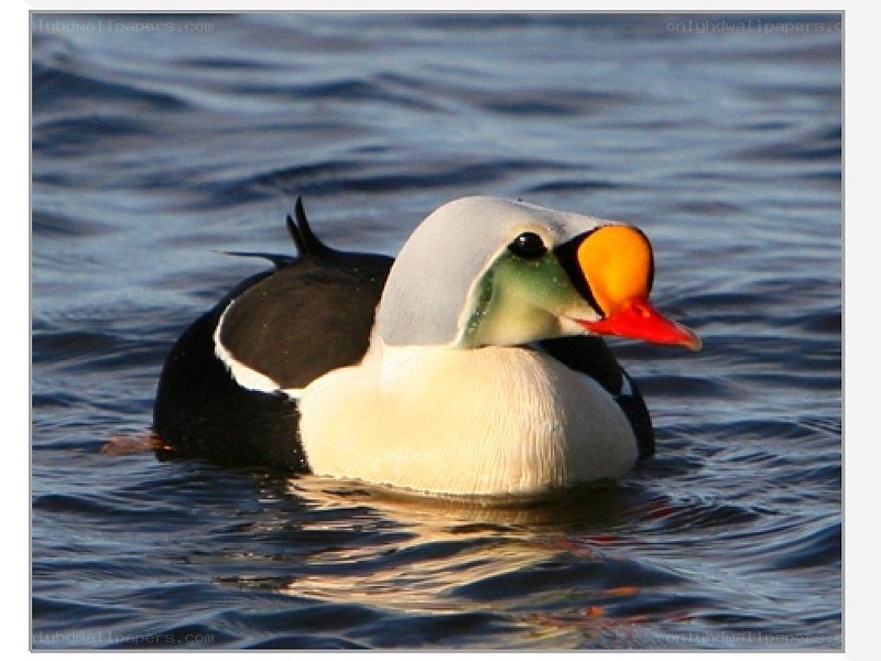 eider duck on water