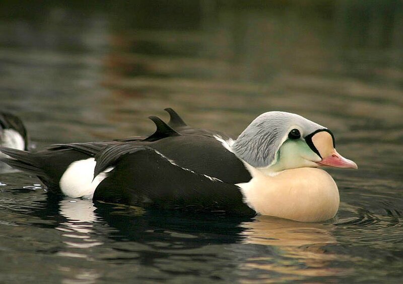 Eider Duck Swimming — Black
