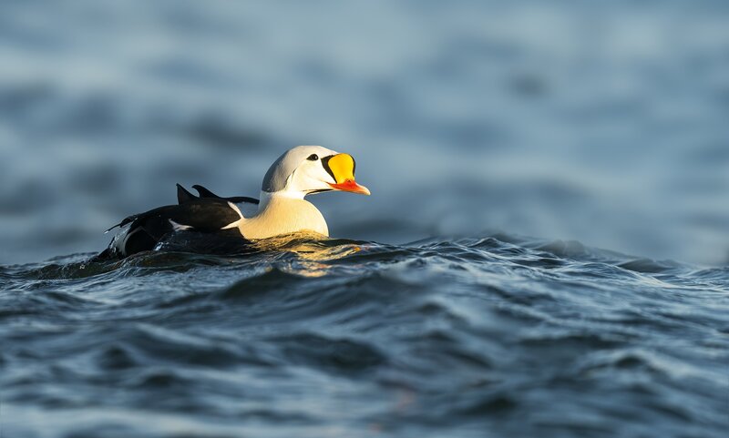 Eider Duck Swimming — Blue