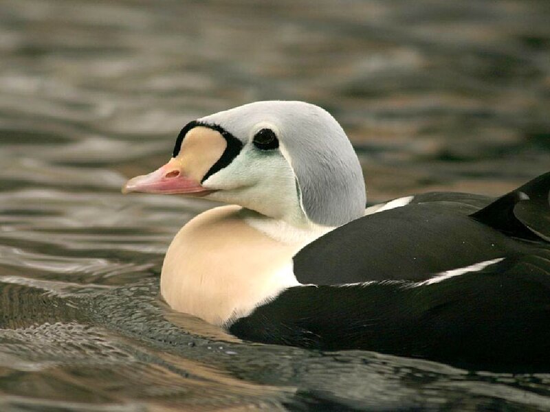 Eider Duck Swimming — Gray