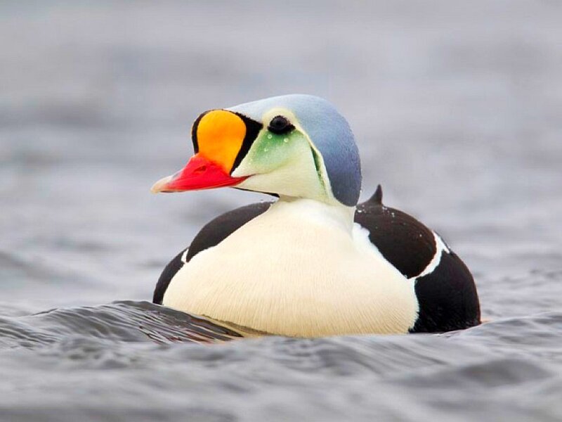 Eider Duck Swimming