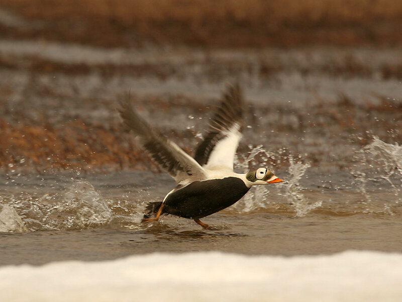 Eider Duck Taking Off