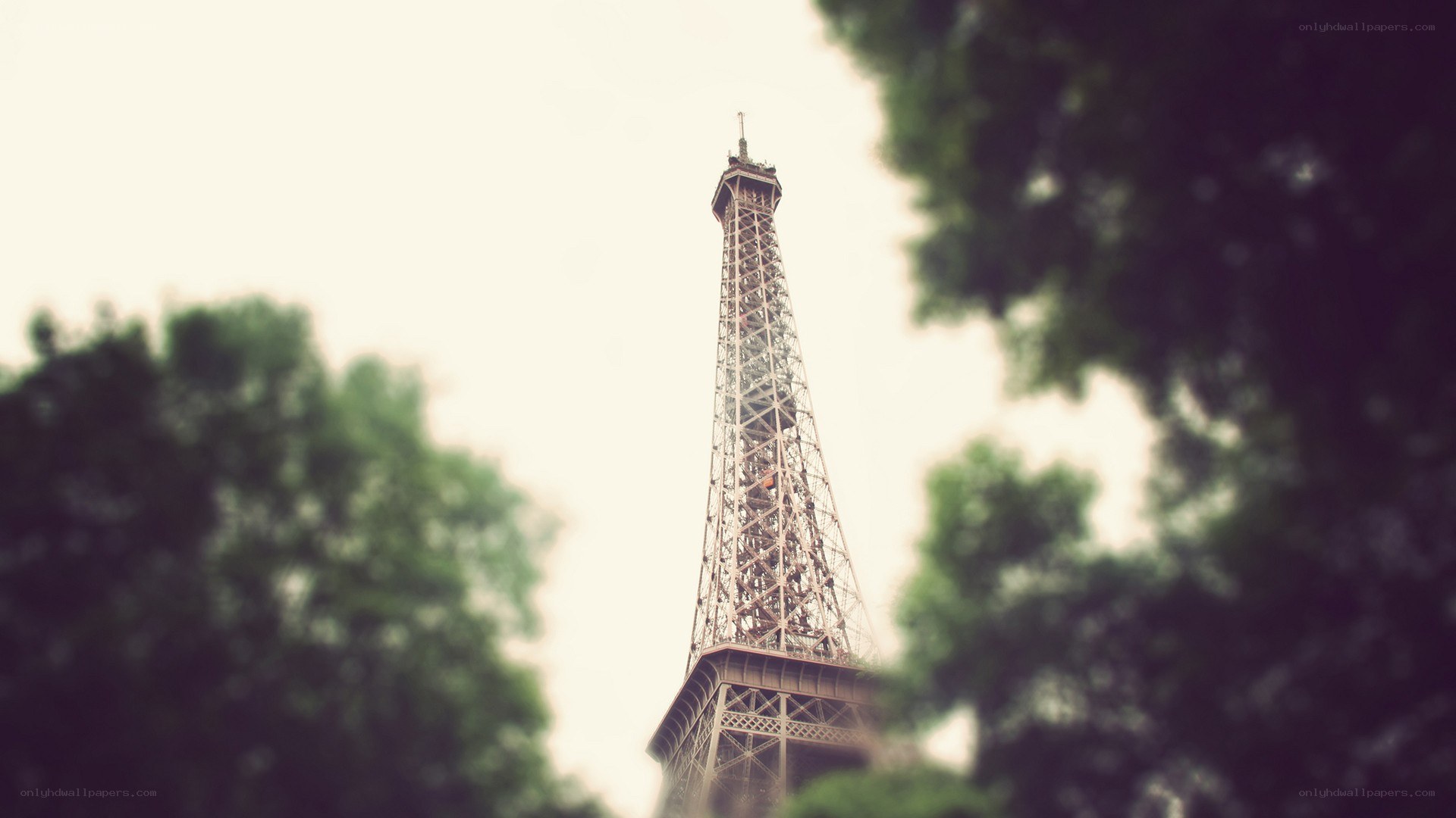Eiffel Tower through trees