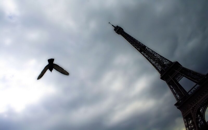 Eiffel Tower with bird in flight