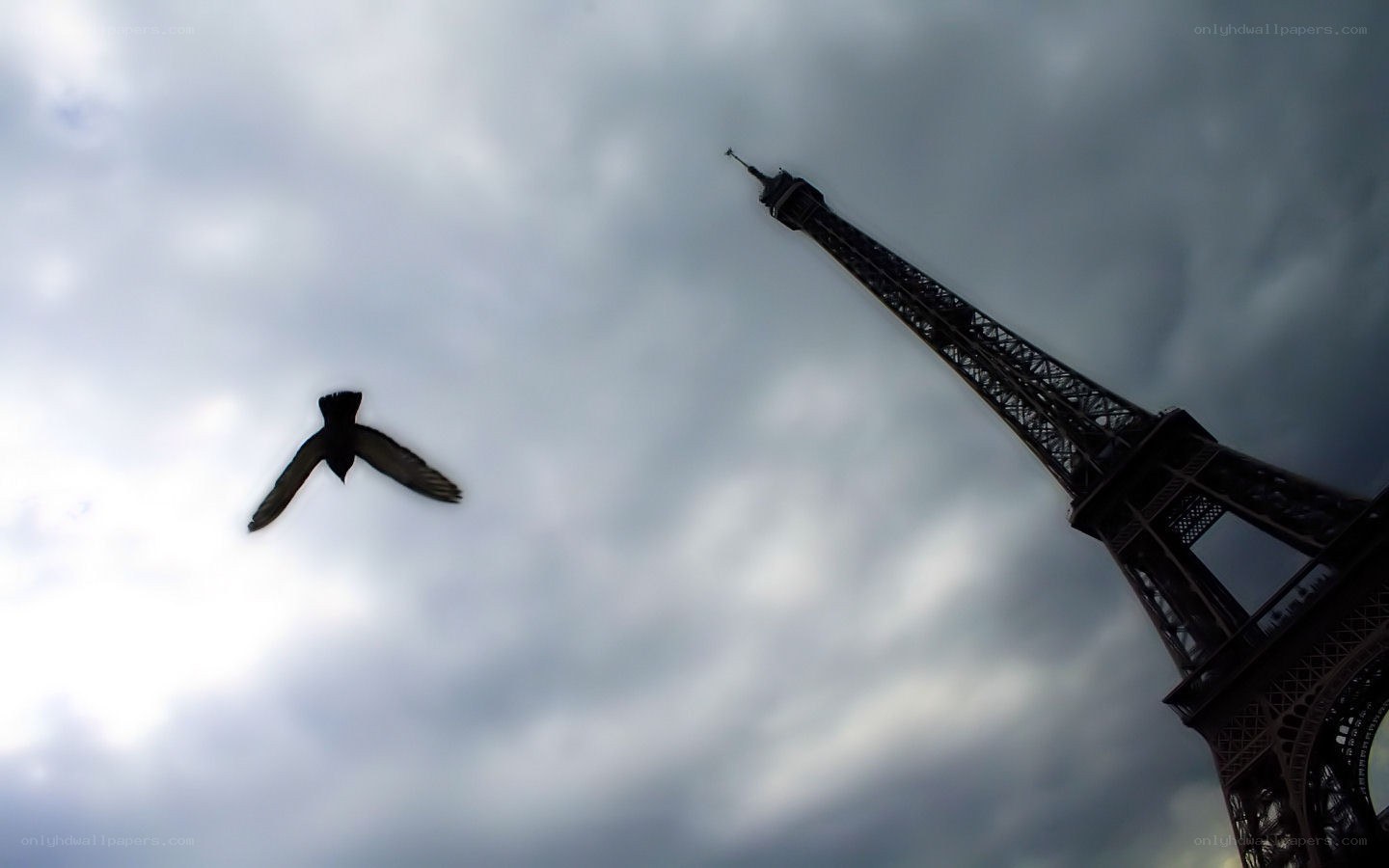 Eiffel Tower with bird in flight
