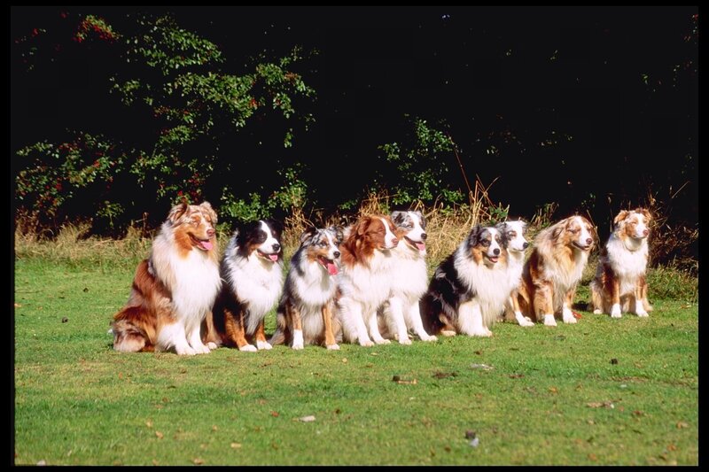 Eight Dogs in a Row