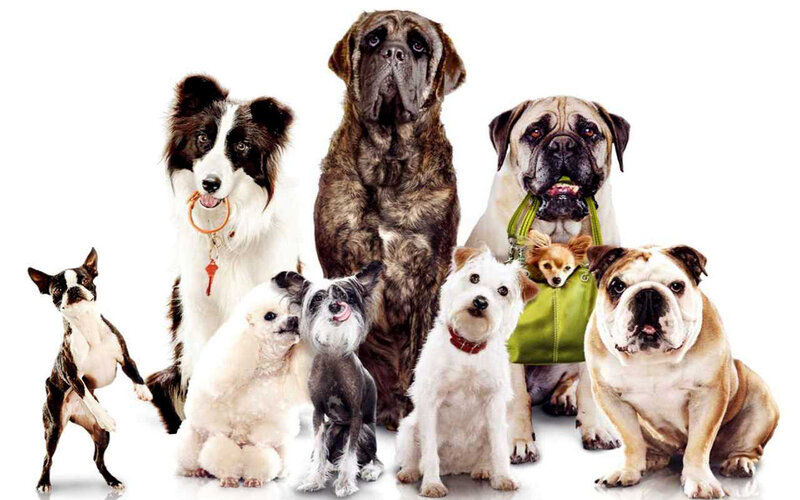 Eight Dogs of Various Breeds