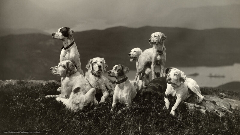 Eight Dogs on a Hill — Black