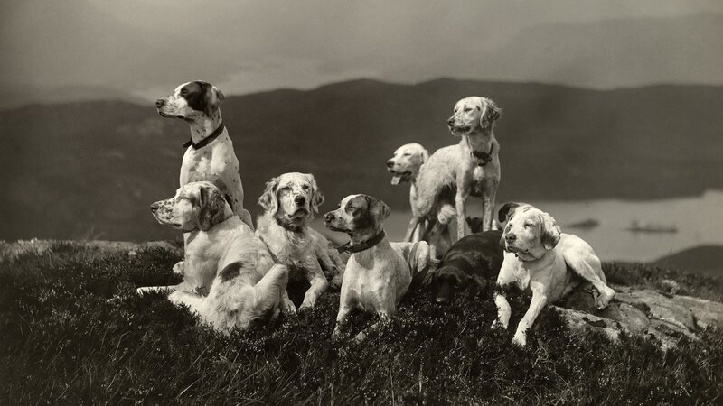 Eight Hunting Dogs on Hill — Black