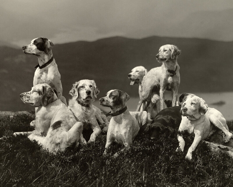 Eight Hunting Dogs on Hill