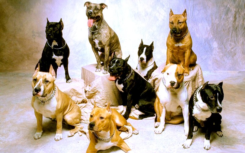 Eight Pit Bull Dogs — Brown, Neutral