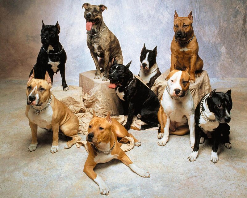 Eight Pit Bull Dogs