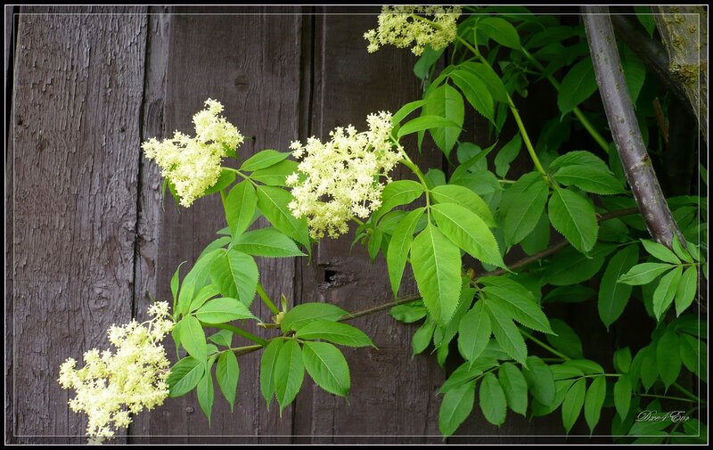 elderflower blossoms on wood