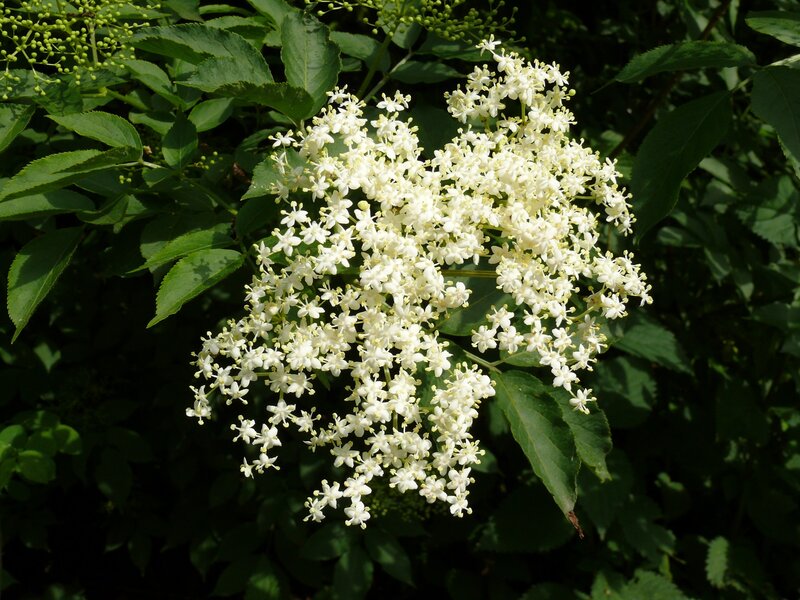 Elderflower Cluster