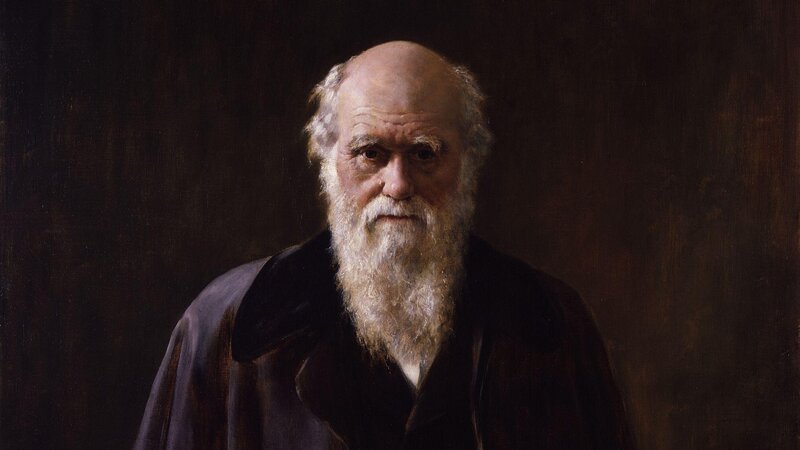 Elderly Man with Beard — Brown, Dramatic, Painting