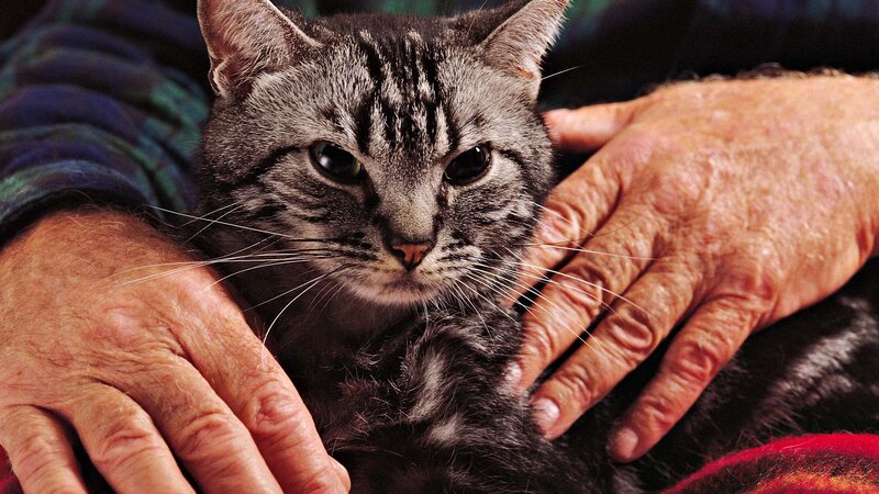 elderly person holding a cat