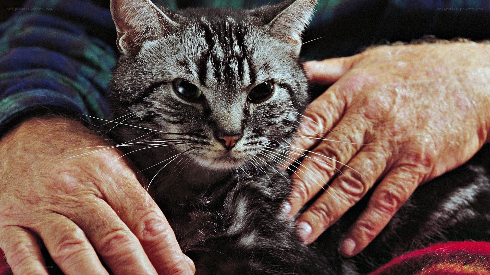 elderly person holding a cat