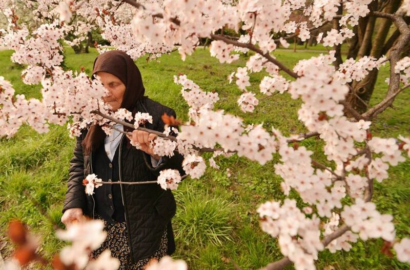 Elderly Woman with Blossoms