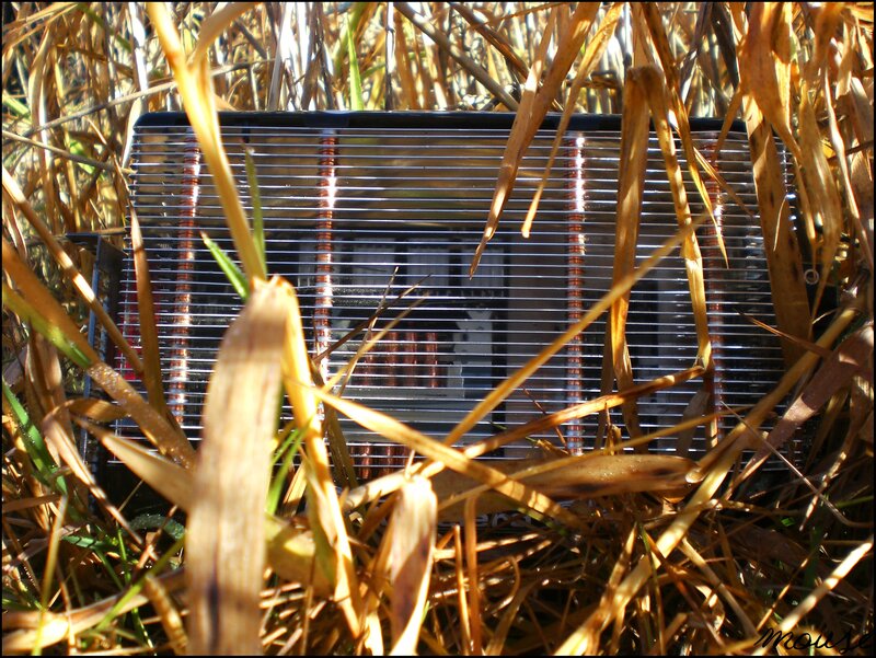 electronics in dry grass