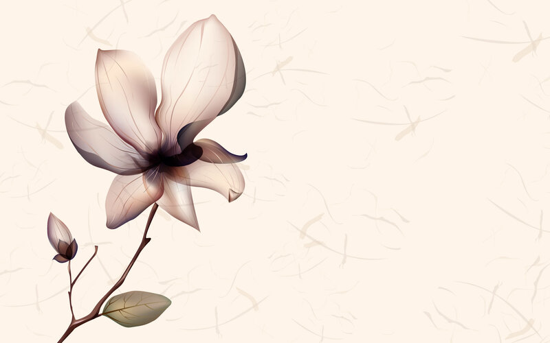 elegant magnolia flower illustration