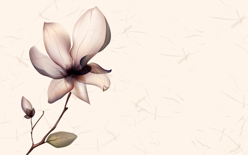 elegant magnolia flower illustration