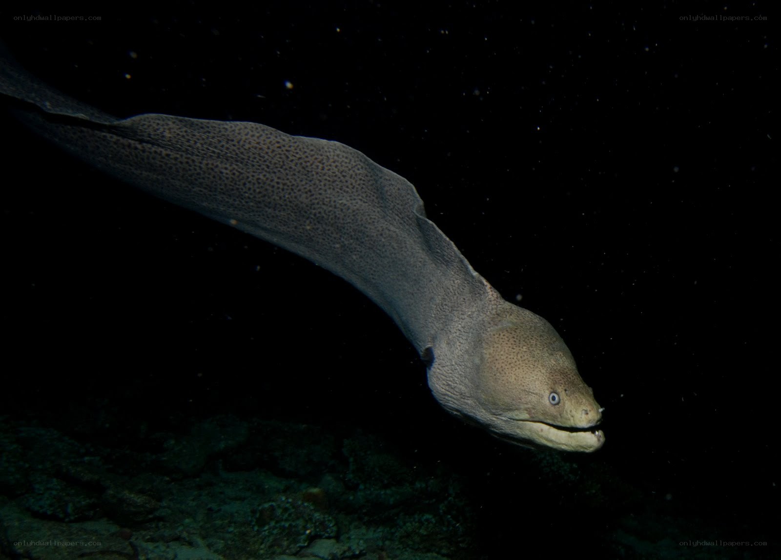 elegant moray eel in dark water