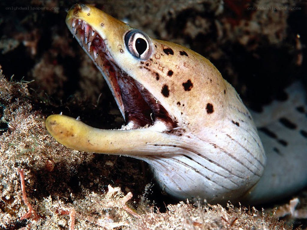 elegant moray eel with open mouth