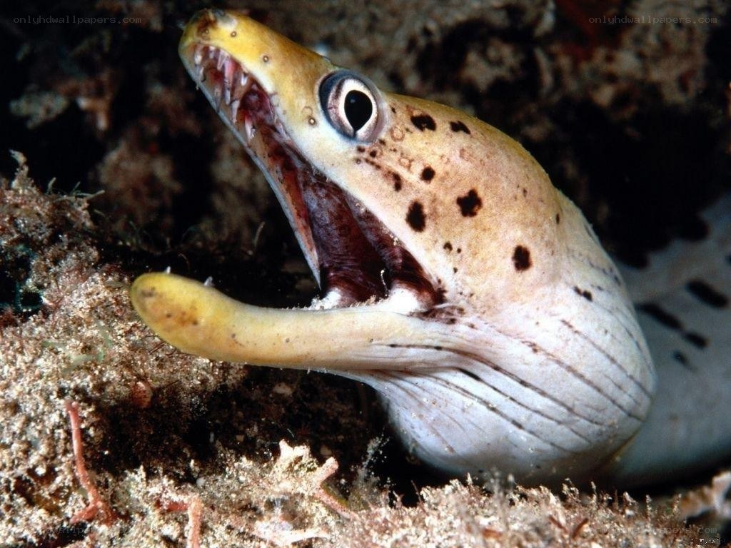 elegant moray eel with open mouth