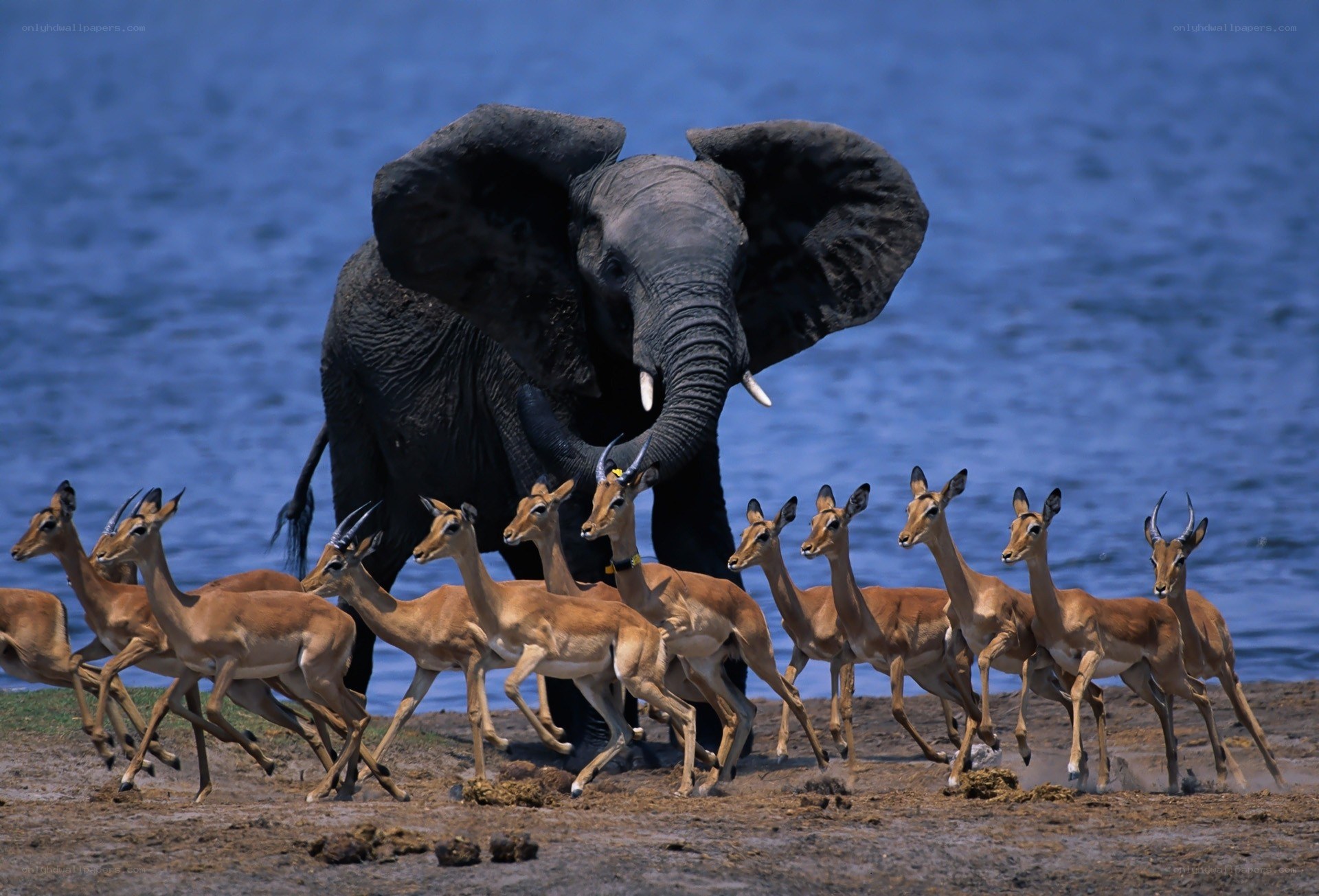 Elephant and antelope herd