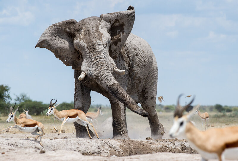Elephant and Antelopes — Brown
