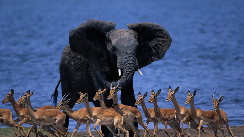 Elephant and Antelopes
